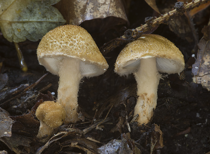 Lepiota boudieri